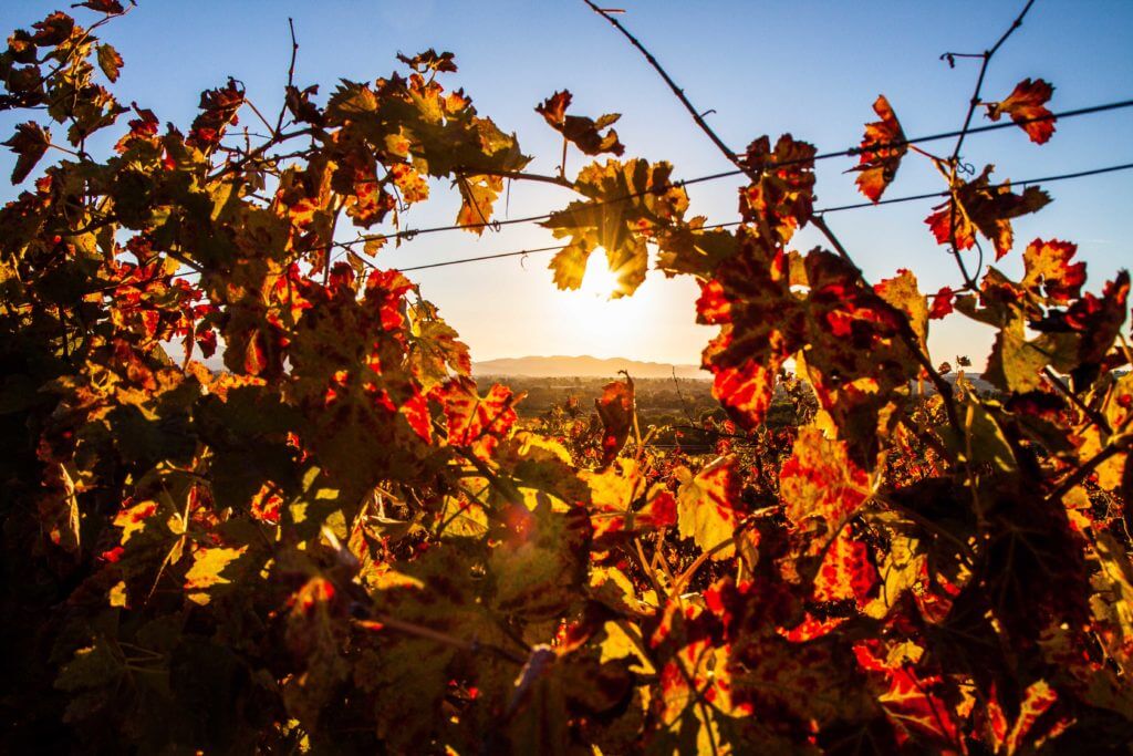 A view of the sun setting from the fields of Bridlewood Winery in Santa Ynez, California.